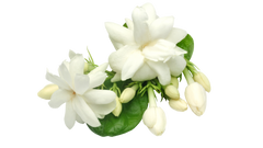 Jasmine