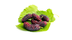 Mulberry
