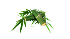 Bamboo