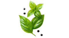 Basil