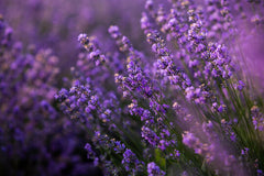 Lavender 