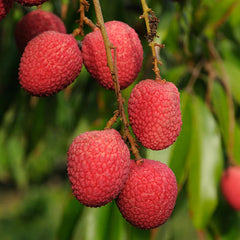 Litchi