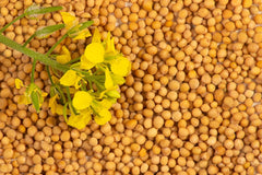 Mustard