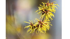 Witch Hazel