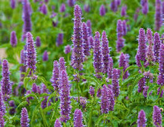Patchouli 
