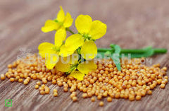 Mustard 