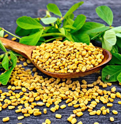 Fenugreek 