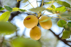 Marula Oil