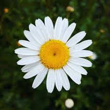 Daisy Flower