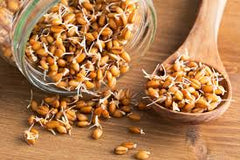 Wheat Germ