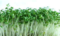 Alfalfa