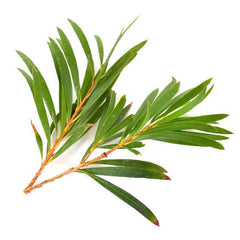 Tea tree